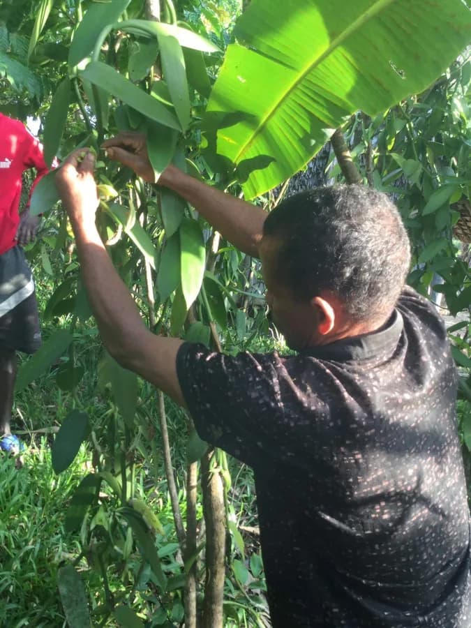 Hand-pollinating vanilla flowers in the SAVA region, Madagascar