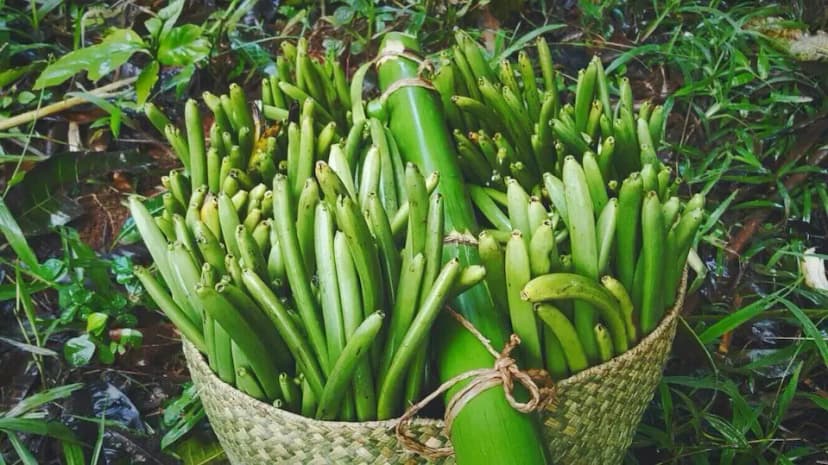 Fresh green vanilla orchid pods on the vine in Madagascar — SAVA region