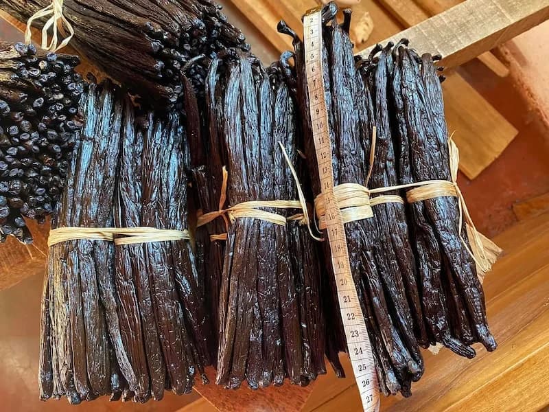Madagascar Tsy Taitry vanilla beans — Planifolia × Pompona hybrid pods, SAVA region