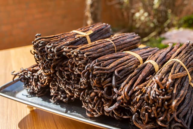 Grade B Madagascar vanilla beans — bundles on a tray