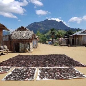 Madagascar's Vanilla Industry