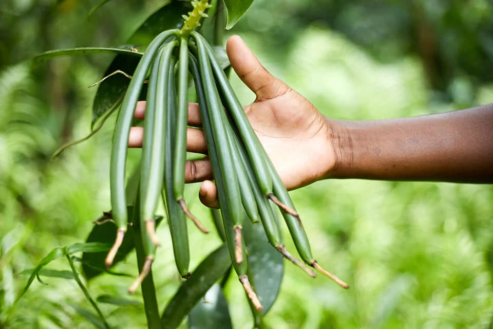 green ethically sourced vanilla