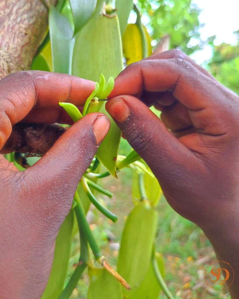 vanilla-polinisation