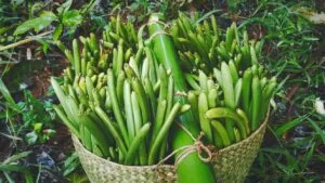 madagascar wild vanilla