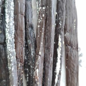 mold vanilla