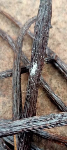 crystal vanilla beans