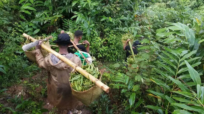 How are Vanilla Beans Grown? A Comprehensive Guide from a Madagascar Farmer