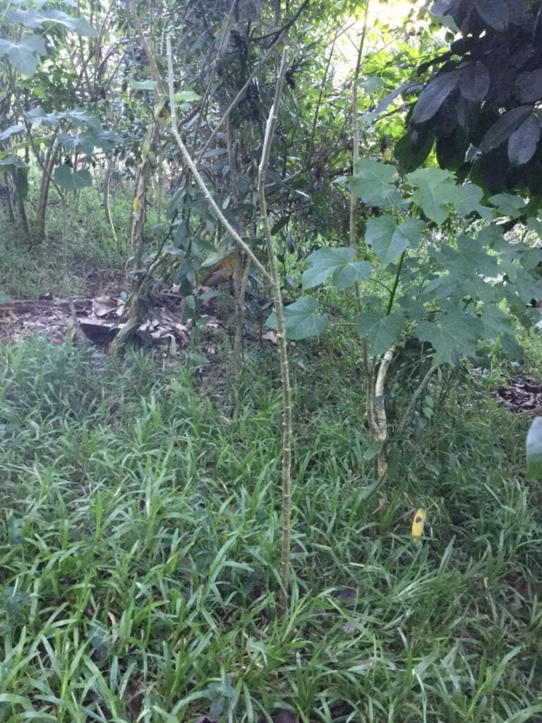 before planting vanilla