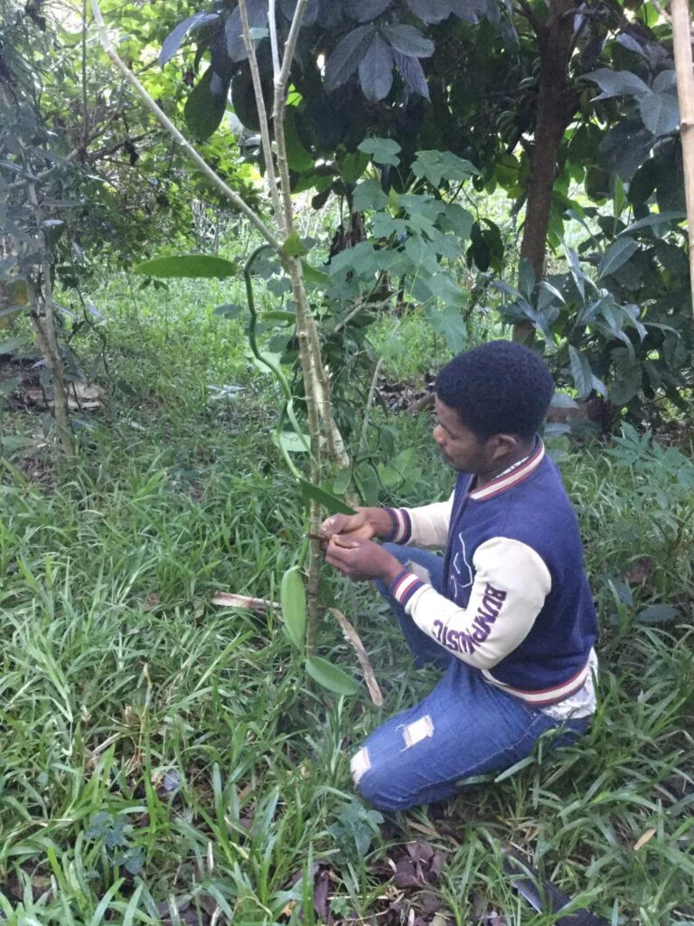 vanilla farming