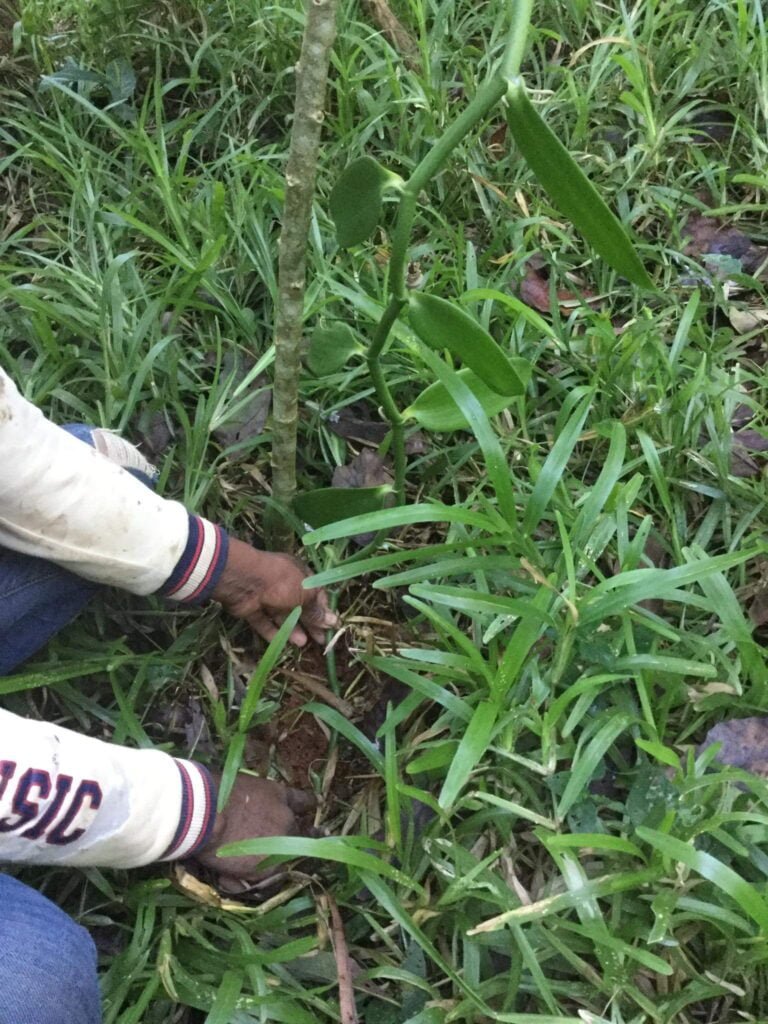 How are vanilla beans are grown